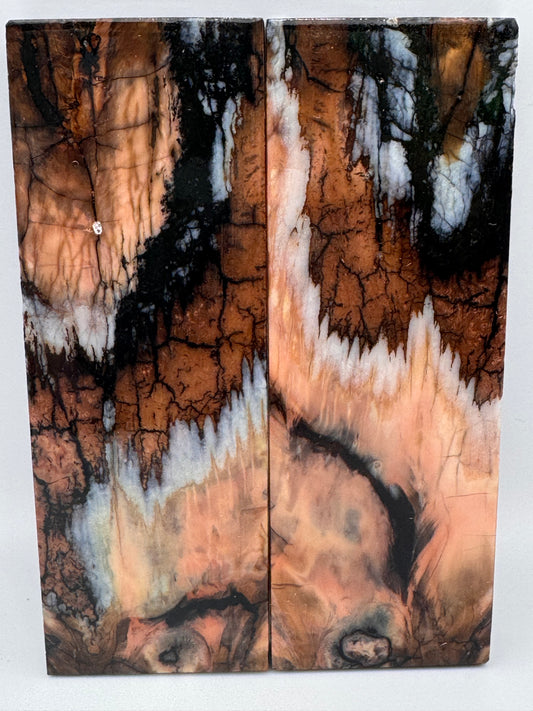 MAMMOTH MOLAR SCALE - RBW-10