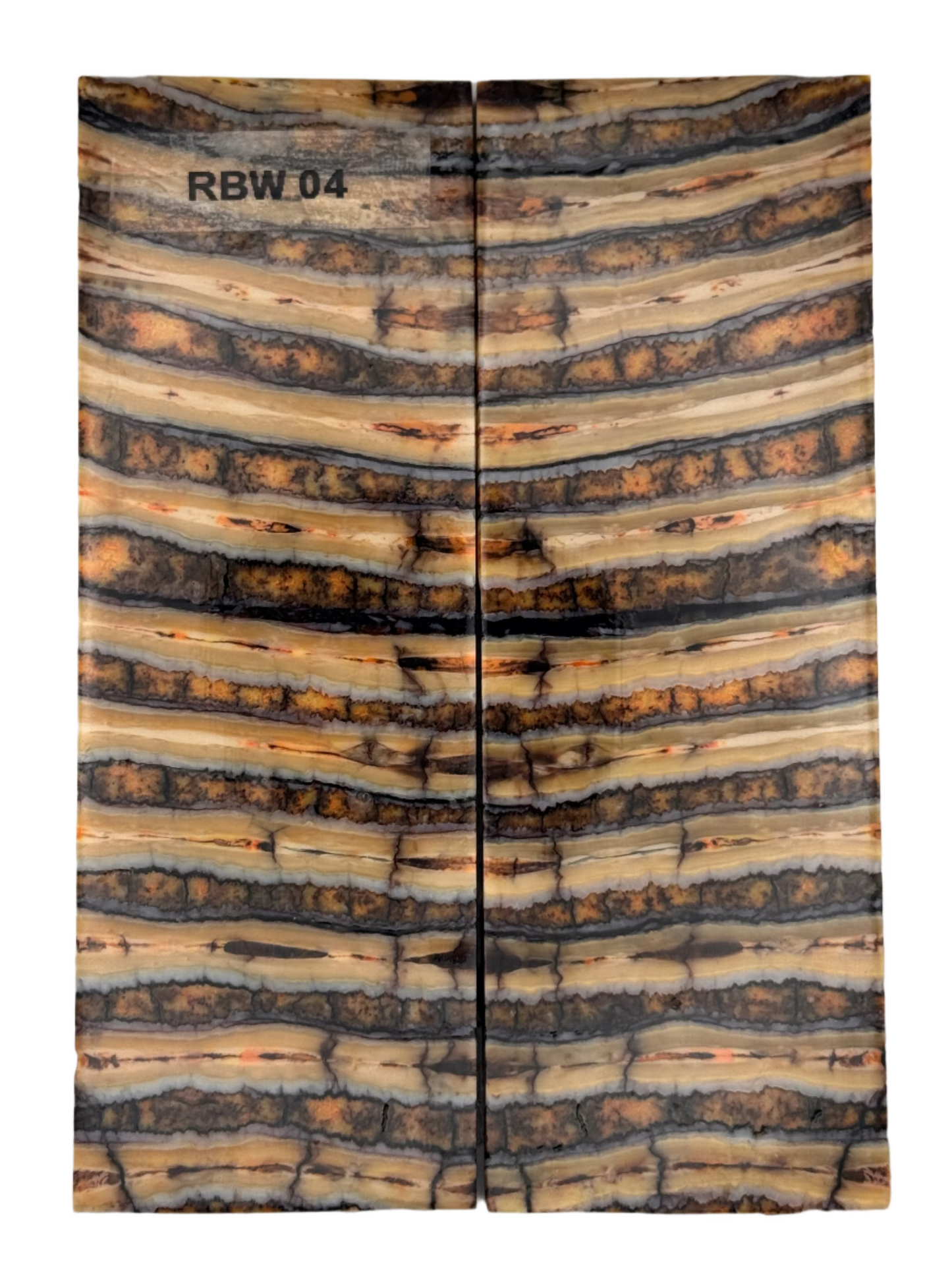 MAMMOTH MOLAR SCALE - RBW-04