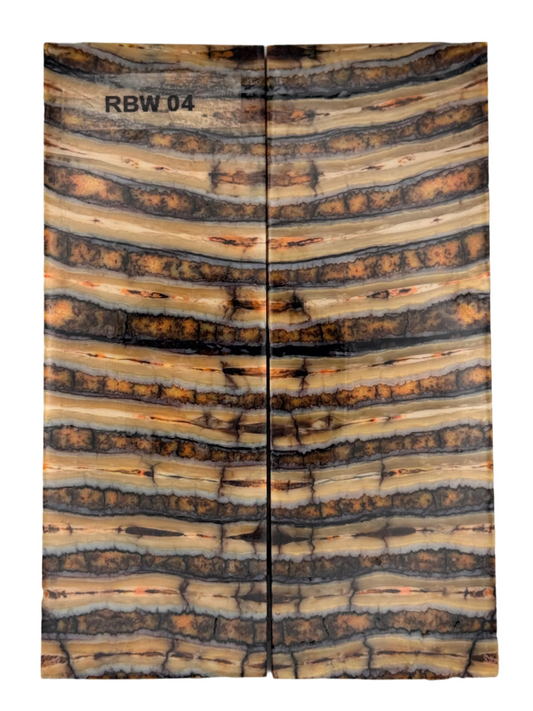 MAMMOTH MOLAR SCALE - RBW-04